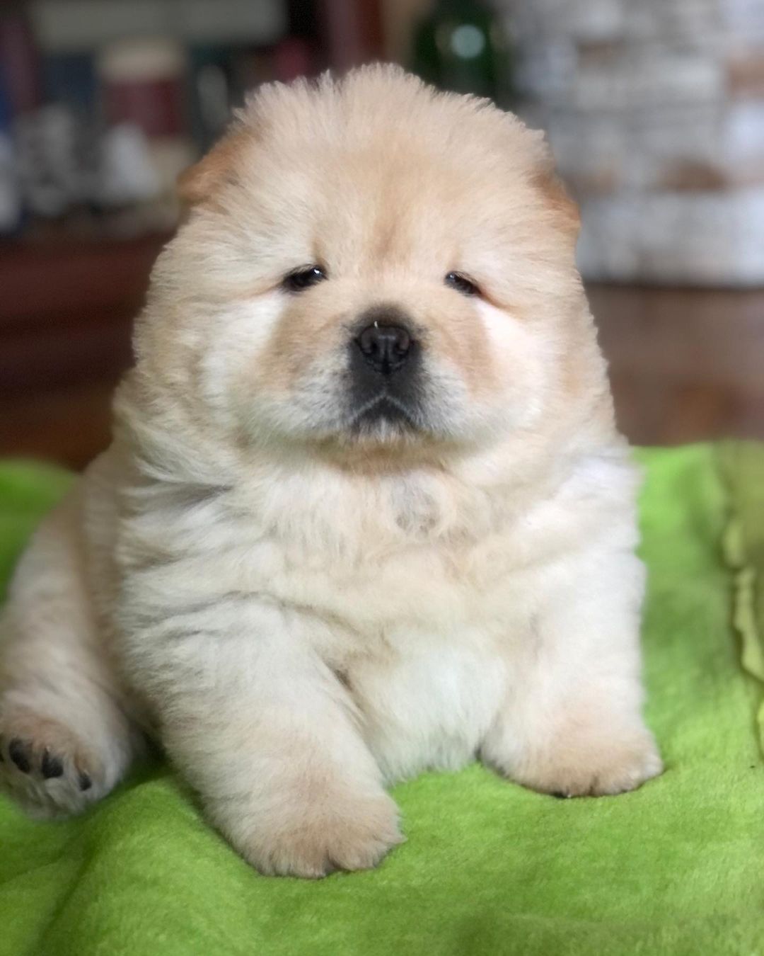 🐾 Bailey – Premium Chow Chow Welpe (12 Wochen) | Exklusiv bei welpen-kauf.de