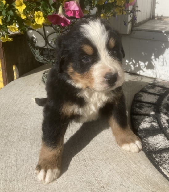 🐶 Barry – Berner Sennenhund Rüde – 12 Wochen alt