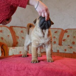 shar pei kaufen bayern