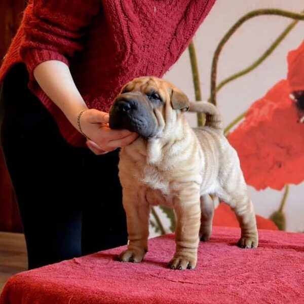 🐾 Charlie - Premium Shar Pei Welpe (12 Wochen) | Familienfreundlicher Champion | welpen-kauf.de - Image 3