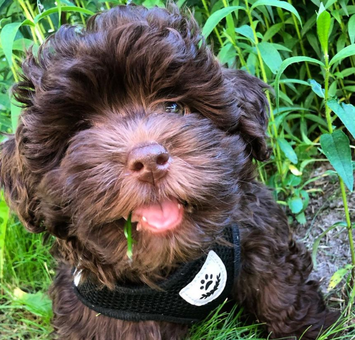 🐶 Kaila – Bolonka Zwetna Hündin – 12 Wochen alt