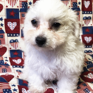 🐾 Casey – Bichon Frisé Hündin – 12 Wochen alt