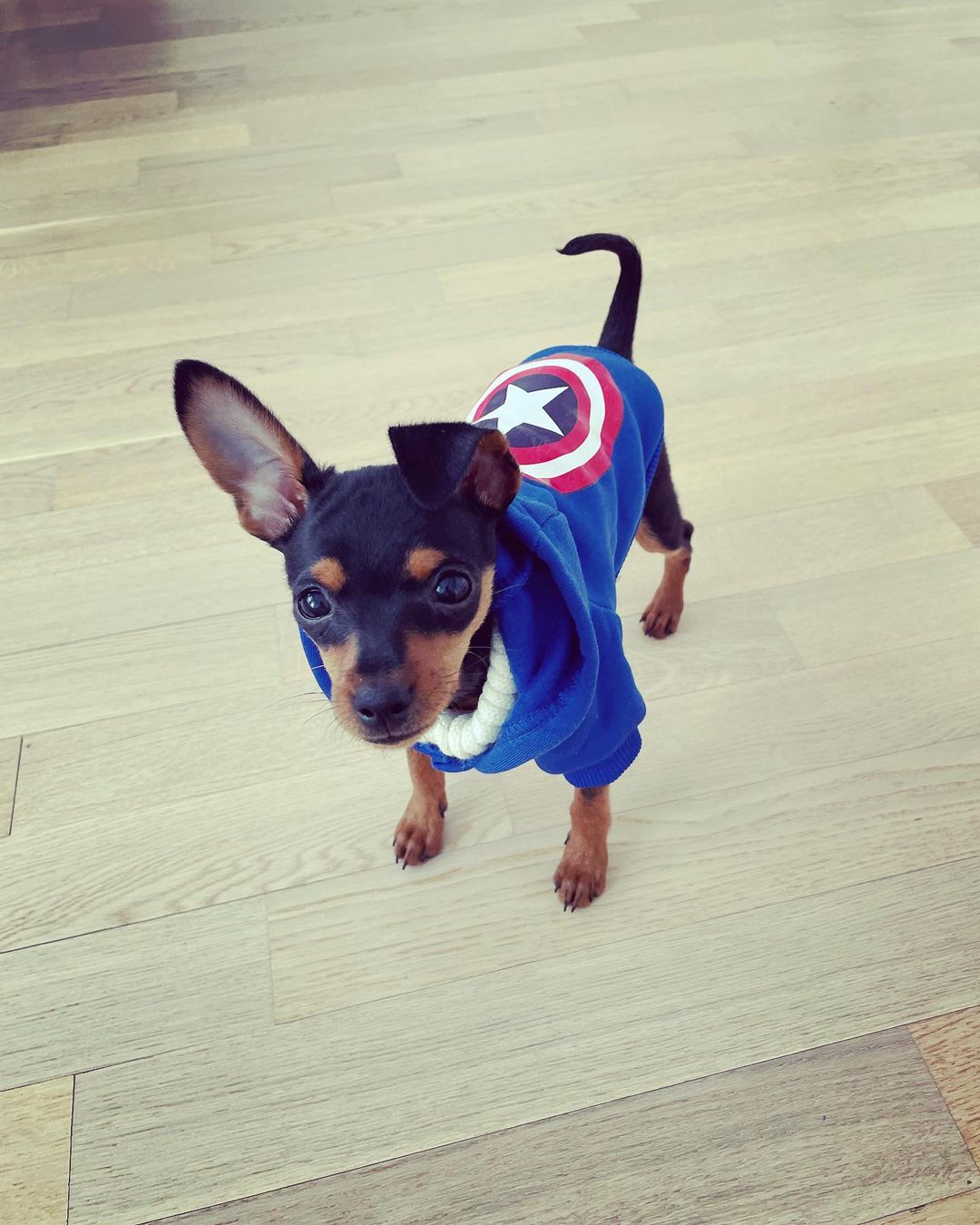 Dolly – Weiblicher Miniature Pinscher Welpe (Mini Pin) zu verkaufen | welpen-kauf.de