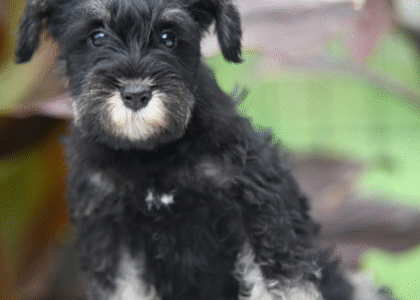 Schnauzer welpe