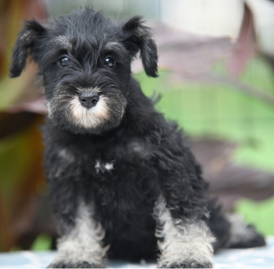 🐾 Schnauzer Welpen kaufen – Charakterstarke Begleiter | welpen-kauf.de