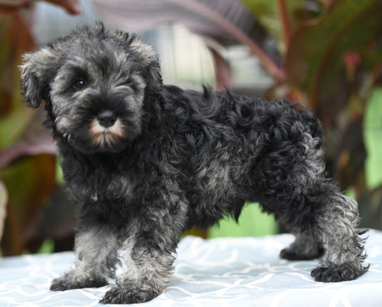 🐾 Flyer – Miniature Schnauzer Rüde – 12 Wochen alt