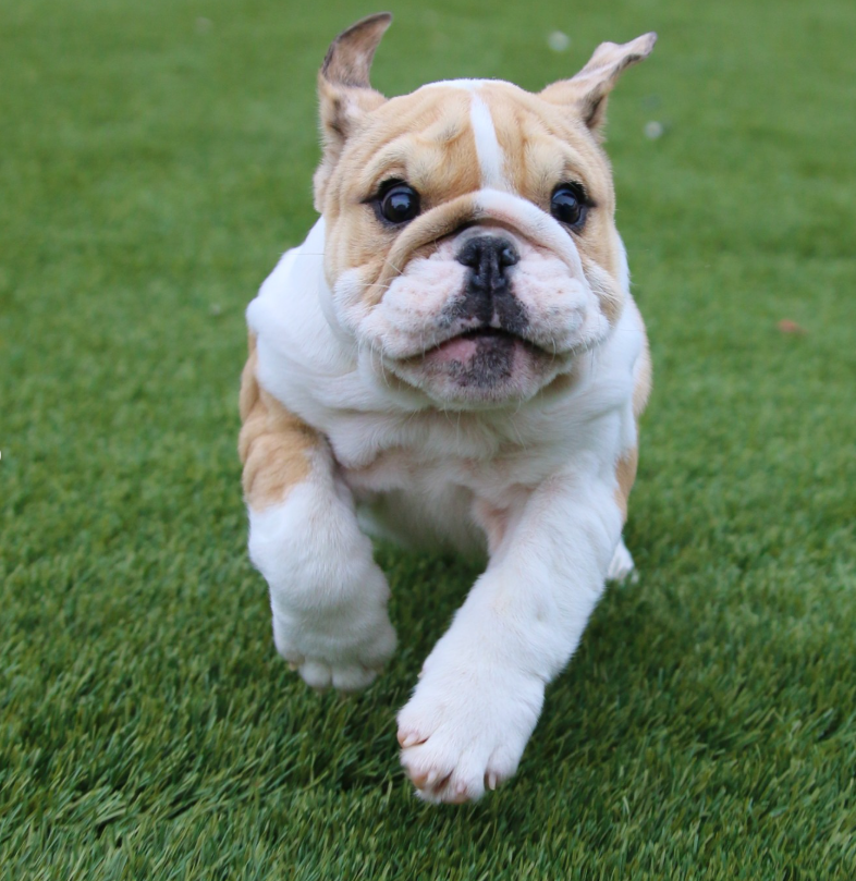 🐾 Iris – Weiblicher English Bulldog Welpe | 12 Wochen alt