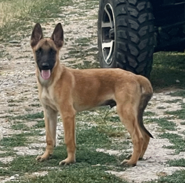 🐕‍🦺 Jayva – Belgian Malinois Rüde – 12 Wochen alt