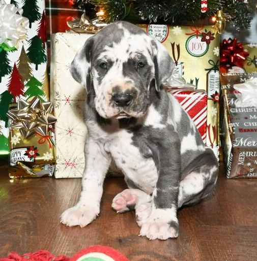 🐾 Lexi – Weibliche Deutsche Dogge (Great Dane) Welpe zu verkaufen | 12 Wochen alt