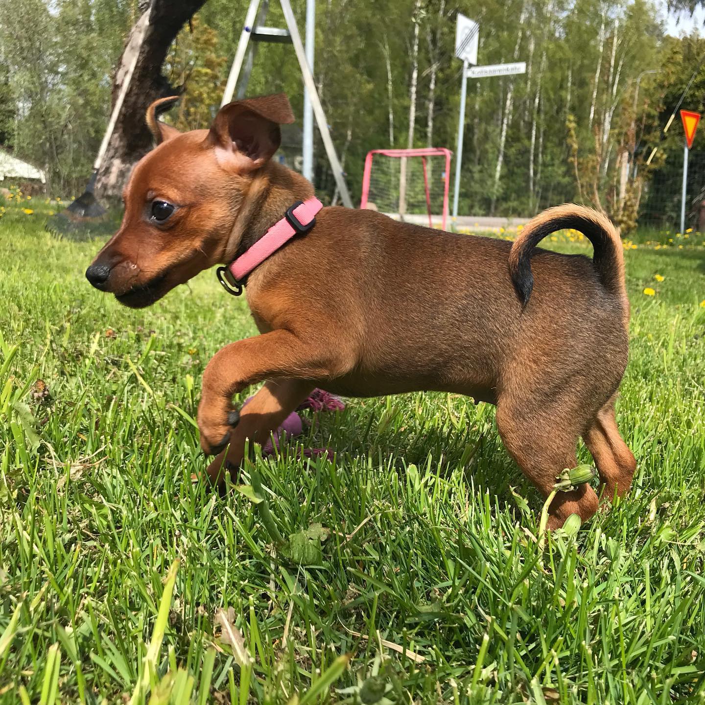 Lili – Weiblicher Miniature Pinscher Welpe (Mini Pin) zu verkaufen | welpen-kauf.de