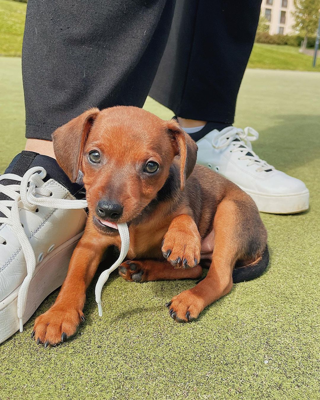 Tony – Männlicher Miniature Pinscher Welpe (Mini Pin) zu verkaufen | welpen-kauf.de