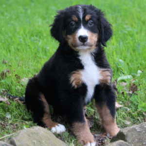 🐾 Madison – Berner Sennenhund Hündin – 12 Wochen alt
