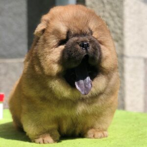 🐾 Max - Premium Chow Chow Welpe (12 Wochen) | Exklusiv bei welpen-kauf.de