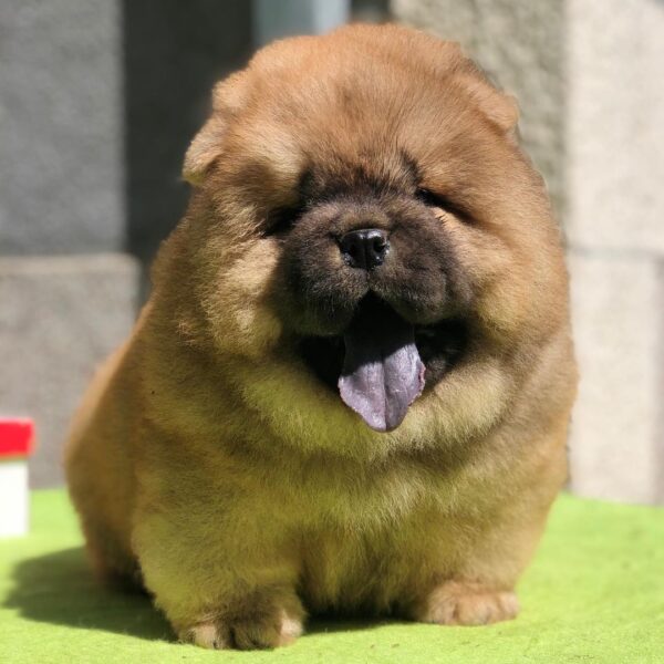 🐾 Max - Premium Chow Chow Welpe (12 Wochen) | Exklusiv bei welpen-kauf.de - Image 3