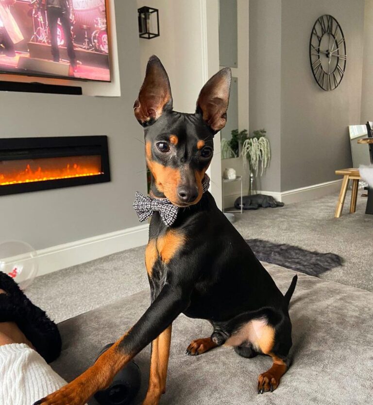 Miniature Pinscher Welpe (Mini Pin) zu verkaufen