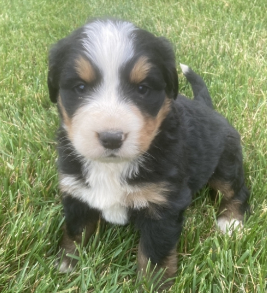🐶 Reggie – Berner Sennenhund Hündin – 12 Wochen alt