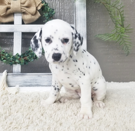 🐾 Sadie – Weiblicher Dalmatiner-Welpe zu verkaufen | 12 Wochen alt