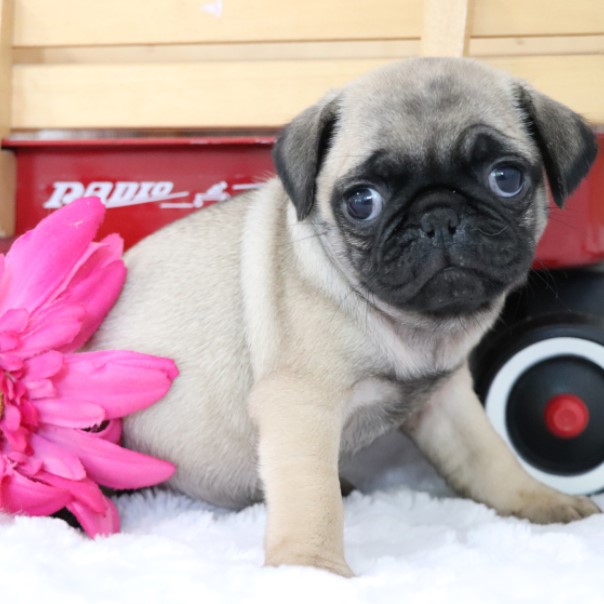 🐶 Mops Welpen kaufen – Charmante Familienhunde | welpen-kauf.de