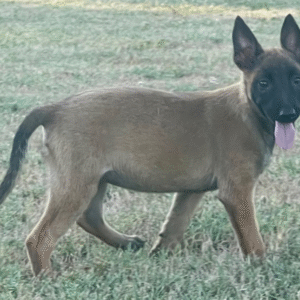🐾 Annie – Belgian Malinois Hündin – 12 Wochen alt