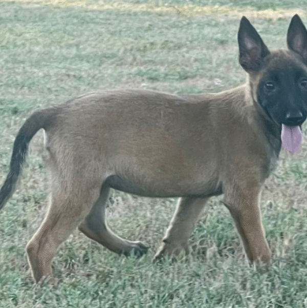 🐾 Annie – Belgian Malinois Hündin – 12 Wochen alt