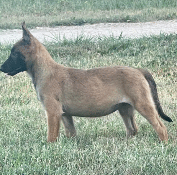 🐾 Annie – Belgian Malinois Hündin – 12 Wochen alt - Image 2
