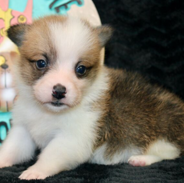 🐶 Welsh Corgi Welpen kaufen – Charmante Begleiter mit Charakter | welpen-kauf.de