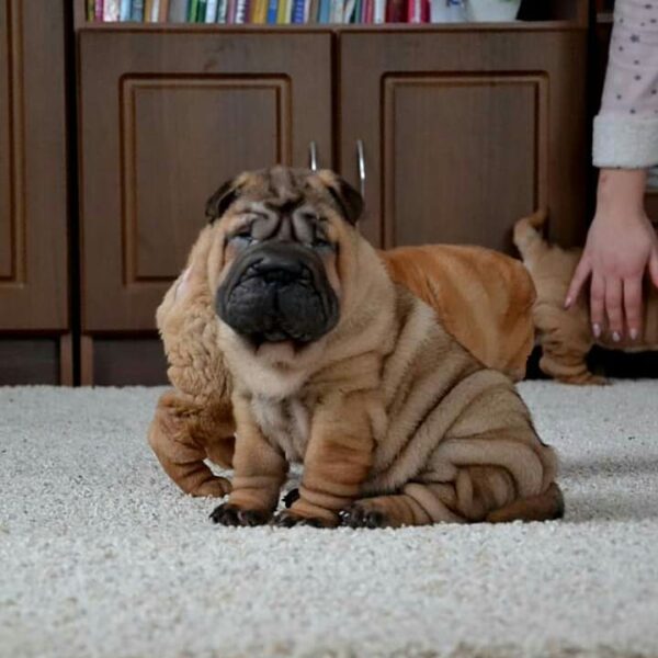 🐻‍❄️ Teddy - Premium Shar Pei Welpe (12 Wochen) | Kuschelbär mit Falten | welpen-kauf.de - Image 3