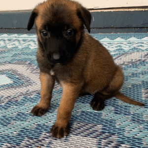 🐕‍🦺 Thor – Belgian Malinois Rüde – 12 Wochen alt