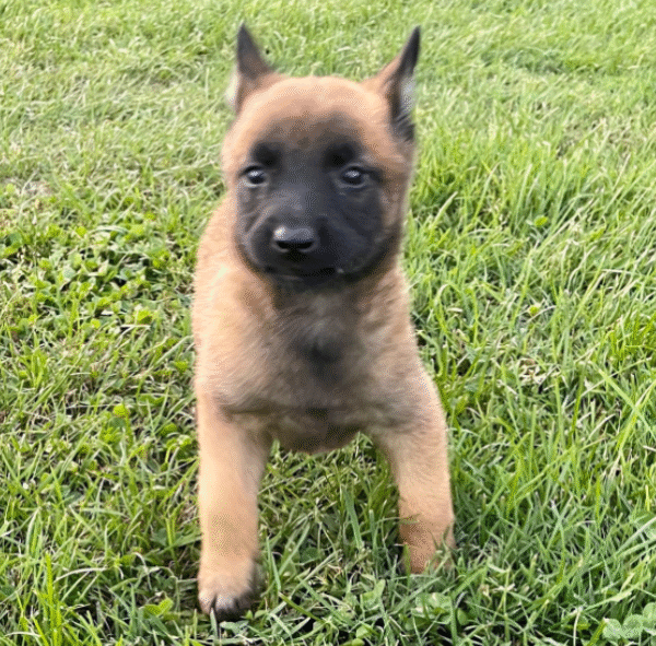 🐶 Asa – Belgian Malinois Hündin – 12 Wochen alt - Image 2