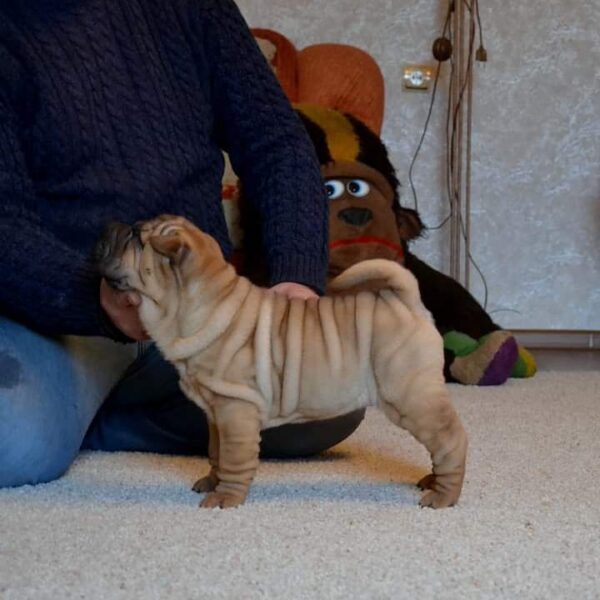 🐾 Lily - Premium Shar Pei Welpen Hündin (12 Wochen) | Exklusiv bei welpen-kauf.de - Image 3