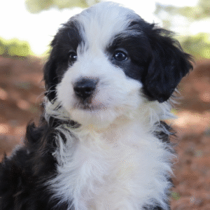 aussiedoodle preis