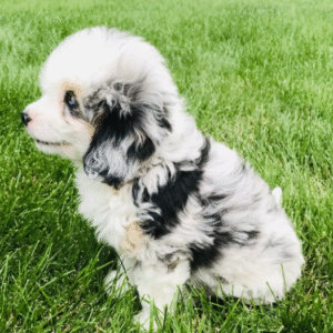 aussiedoodle kaufen schweiz