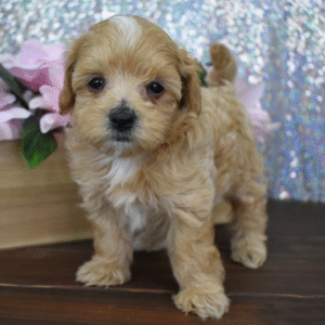 🐶 Jules – Weiblicher Maltipoo Welpe zu verkaufen