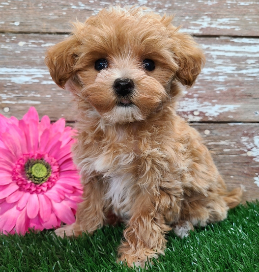 🐶 Aspen – Weiblicher Maltipoo Welpe zu verkaufen