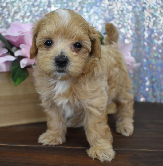 🐶 Jules – Weiblicher Maltipoo Welpe zu verkaufen