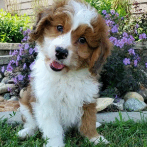 aussiedoodle kaufen nrw