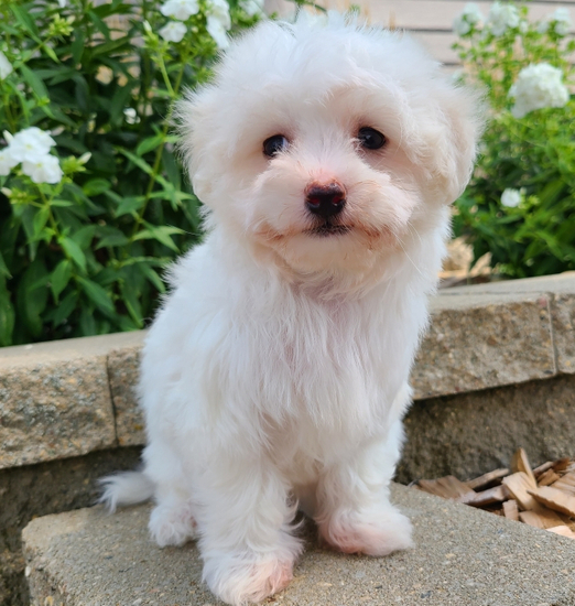 🐶 Didi – Weiblicher Maltipoo Welpe zu verkaufen