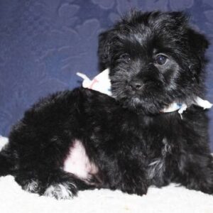 Fozzie – Charmanter männlicher Morkie-Welpe zu verkaufen