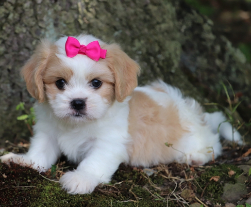 Emerson – Bezaubernde Cavachon-Dame mit Champion-Genen