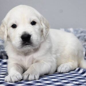🐶 NISSAN – Männlicher Golden Retriever Welpe zu verkaufen auf welpen-kauf.de