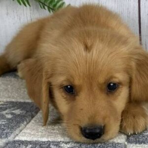 🐶 DONNER – Männlicher Golden Retriever Welpe zu verkaufen auf welpen-kauf.de