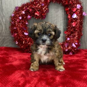 Lancelot – Weiblicher Shihpoo Welpe zu verkaufen bei welpen-kauf.de