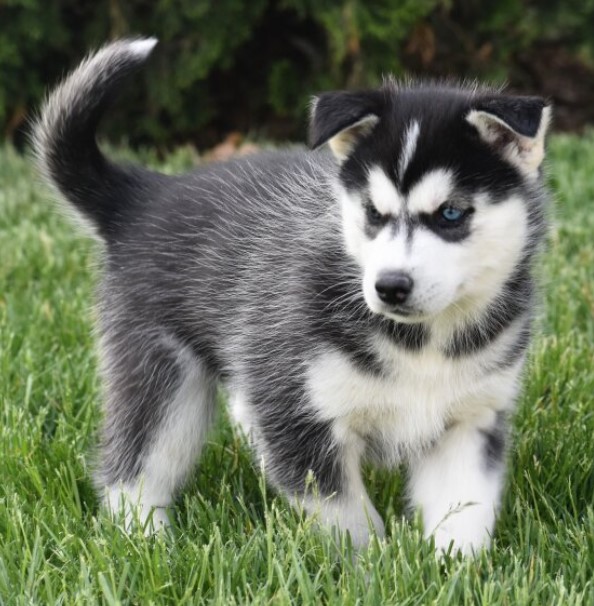 🐾 AMEE – Weiblicher Siberian Husky Welpe zu verkaufen