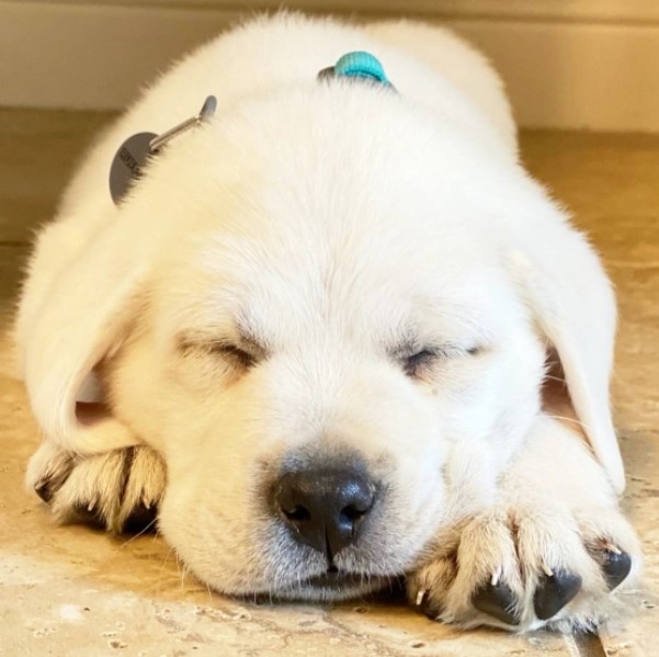 🐾 CHARLIE – Männlicher Labrador Welpe zu verkaufen