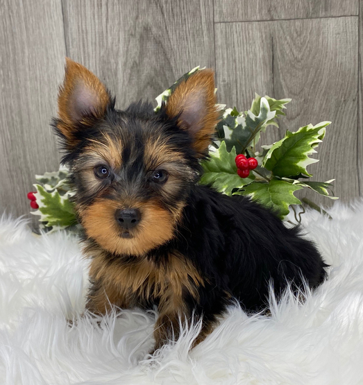 🐾 CHESTER – Männlicher Yorkshire Terrier Welpe zu verkaufen