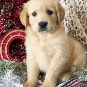 Dolly – Golden Retriever Welpe (Weibchen) | Premium-Zucht mit Stammbaum | welpen-kauf.de