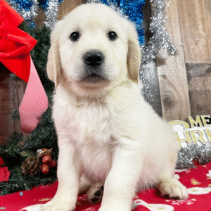 🐶 Nelson – Männlicher Golden Retriever Welpe zu verkaufen auf welpen-kauf.de