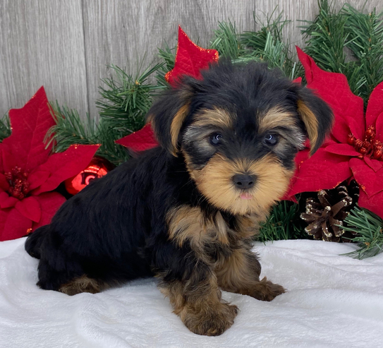🐾 REMI – Weiblicher Yorkshire Terrier Welpe zu verkaufen