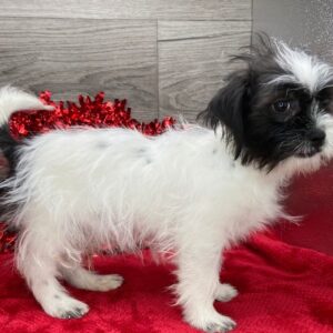 Shihpoo kaufen