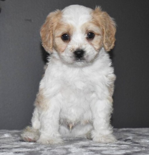 🐶 Maxwell – Männlicher Cavachon Welpe zu verkaufen